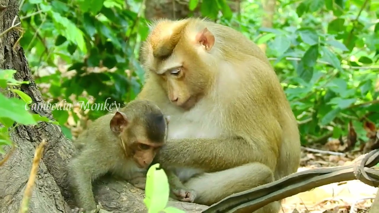 Update !Adorable pregnancy Mother Monkey Rose and Baby Monkey Brady today( Amber family)