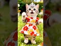 Happy Birthday Dance, Cute Cat #happybirthday #birthdaydancevideo #catshorts #catlover#catdance