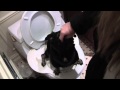 Teach dog to use toilet  smart pug uses real toilet so cute
