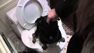 Teach Dog To Use Toilet  Smart Pug Uses Real Toilet So Cute!