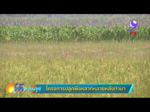 เกษตรสร้างชาติ : โครงการปลูกพืชหลากหลาย หลังทำนา