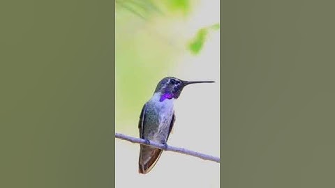 hummingbird sounds video ||hummingbird sounds video #bird