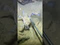 Diving to Catch Fish: The Ultimate Deep-Sea Seafood Challenge 🐟🐠#fishing #crab #diving