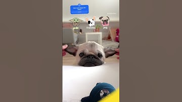 Not mine #dog #dogs #dogshorts #yoda #frenchie #pug @pikokirbs230_gaming cats r better den dogs.