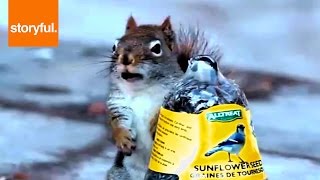 Storyful Animals on FREECABLE TV
