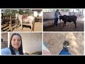 domando e curando meu bezerro | projeto novo no sítio | testando estribo novo