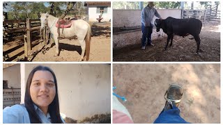  domando e curando meu bezerro  | projeto novo no sítio | testando estribo novo 