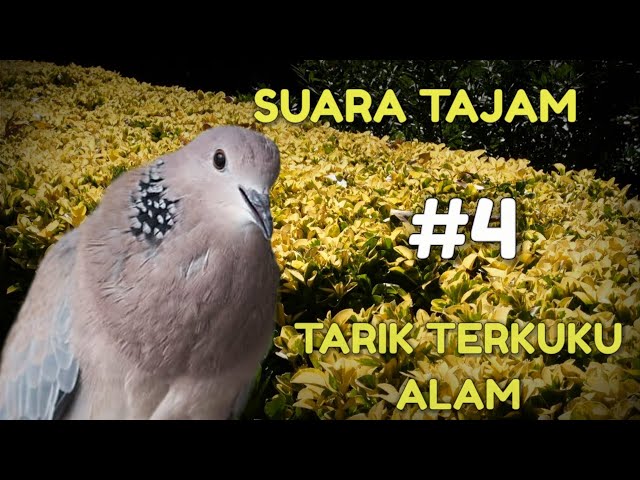 TEKUKUR SUARA TAJAM BUAT PIKAT TEKUKUR | SUARA MENYARING TEKUKUR CEPAT DATANG | 100% AMPUH @Tekukur class=