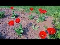 «Красные тюльпаны». Time-Lapse Video. Xiaomi Mijia 4K Action Camera.