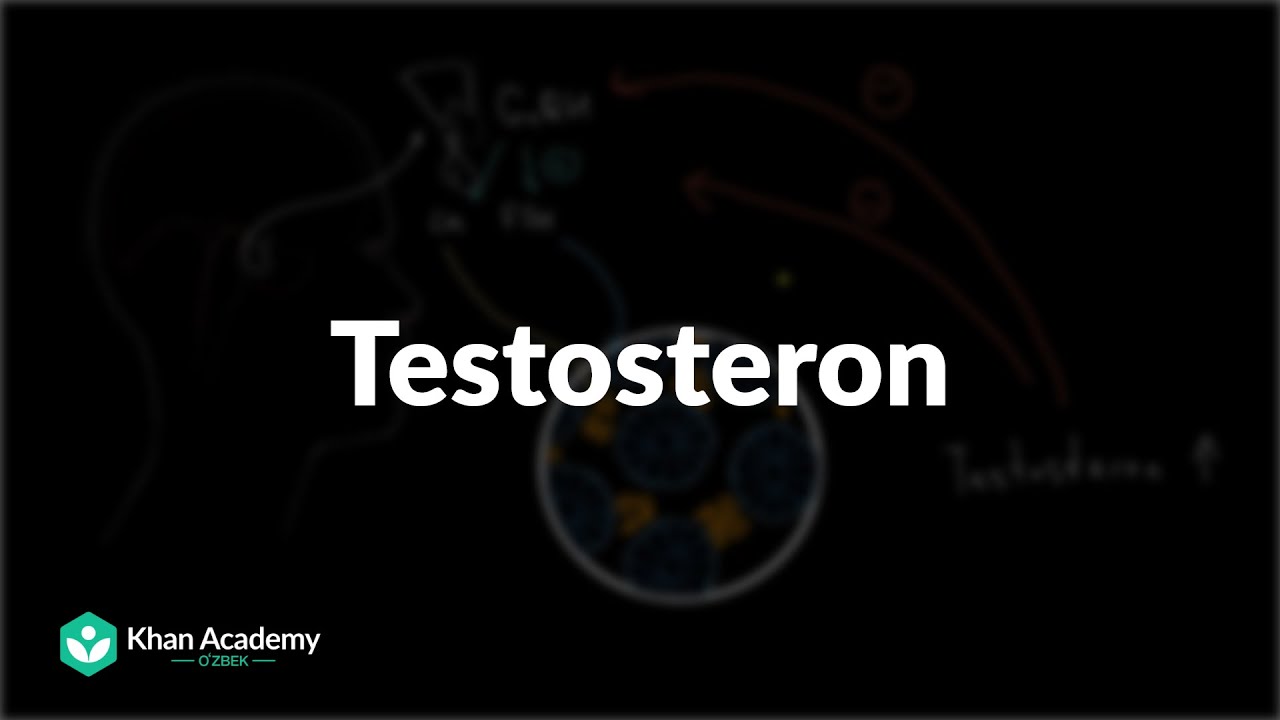 Testosteron |  Jinsiy sistema haqida umumiy tushuncha | Tibbiyot