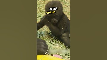 Baby Gorilla Started Crying 🥺