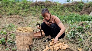 Harvesting Sweet Potato Garden go market sell  Daily Life In Farm  Cooking | Lý Thị Mùi