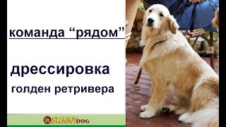 Команда "рядом"- дрессировка голден ретривера. Дрессировка ретривера Команда "рядом"- дрессировка голден ретривера. Дрессировка ретривера
