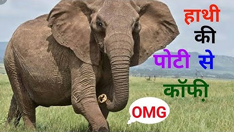 हाथी की पोटी से सबसे महंगी काॅफी़ /Coffee from elephant poop 💩#video #knowledgewithnajeeb #factvideo