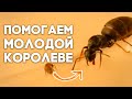 МАТКА МУРАВЬЯ ОТЛОЖИЛА ПЕРВЫЕ ЯЙЦА - ЧТО ДЕЛАТЬ ДАЛЬШЕ? Как поднять колонию муравьёв? Димон и пумба