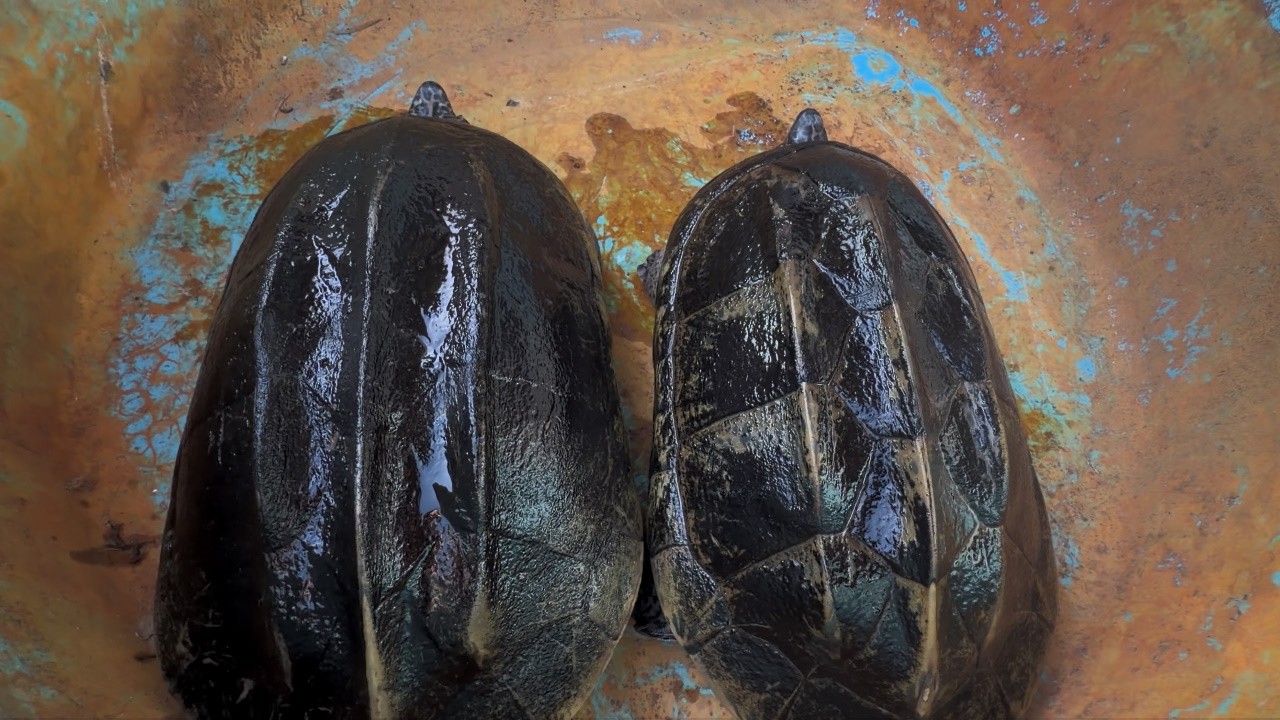 亀のお家を作りました＋池の錦鯉に餌をあげました