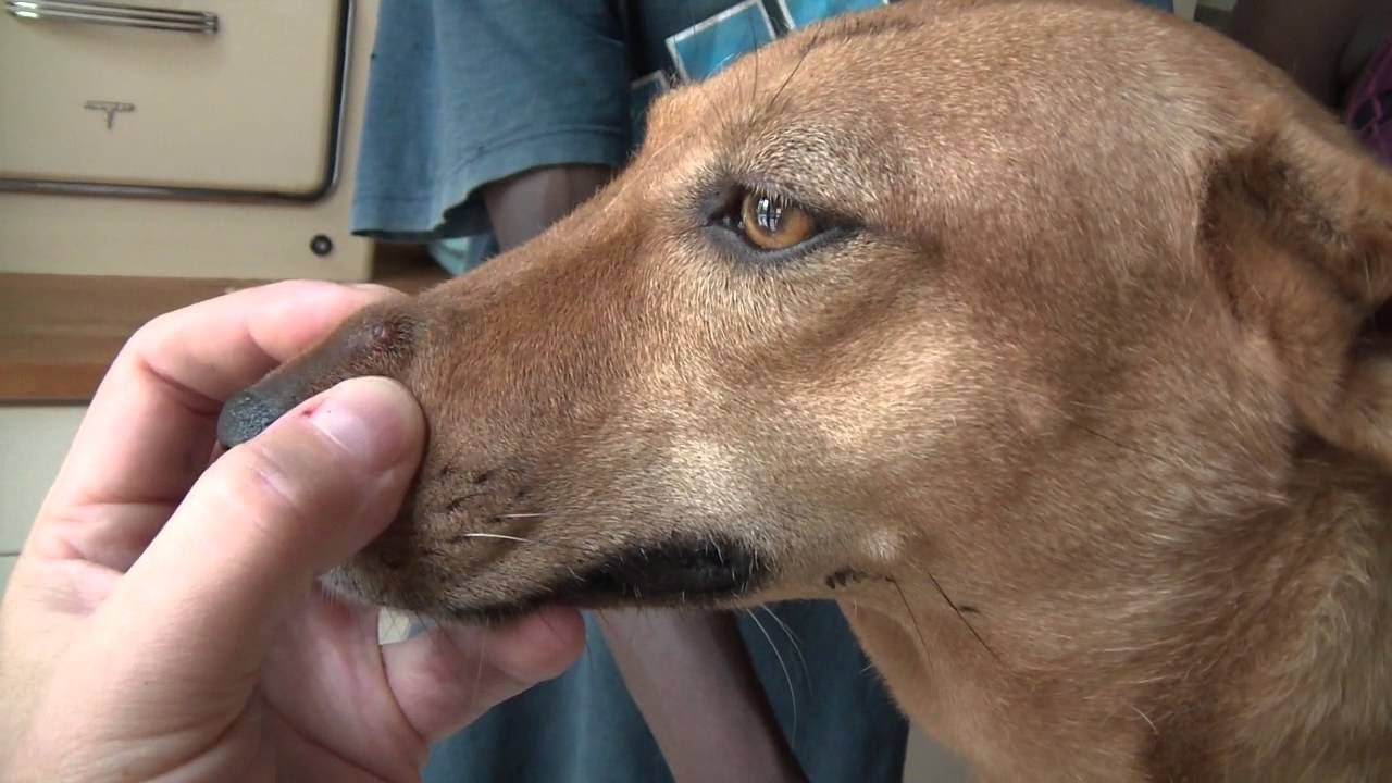 mango-worms-remove-monster-mango-worms-from-poor-dog-mango-worms