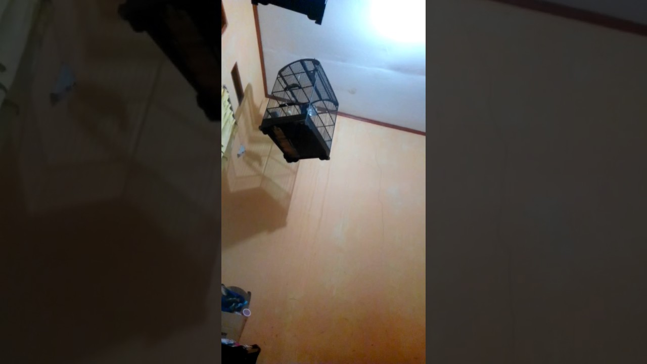 Burung Lovebir 7 Youtube