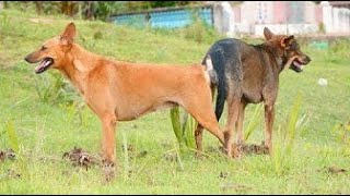 #02-ChikagoTV | Dogs meeting at countryside 2020
