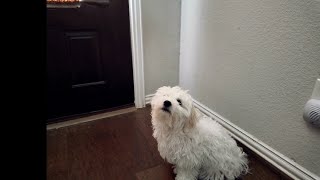 Snoopy wants to play outside.