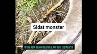 Babon sidat