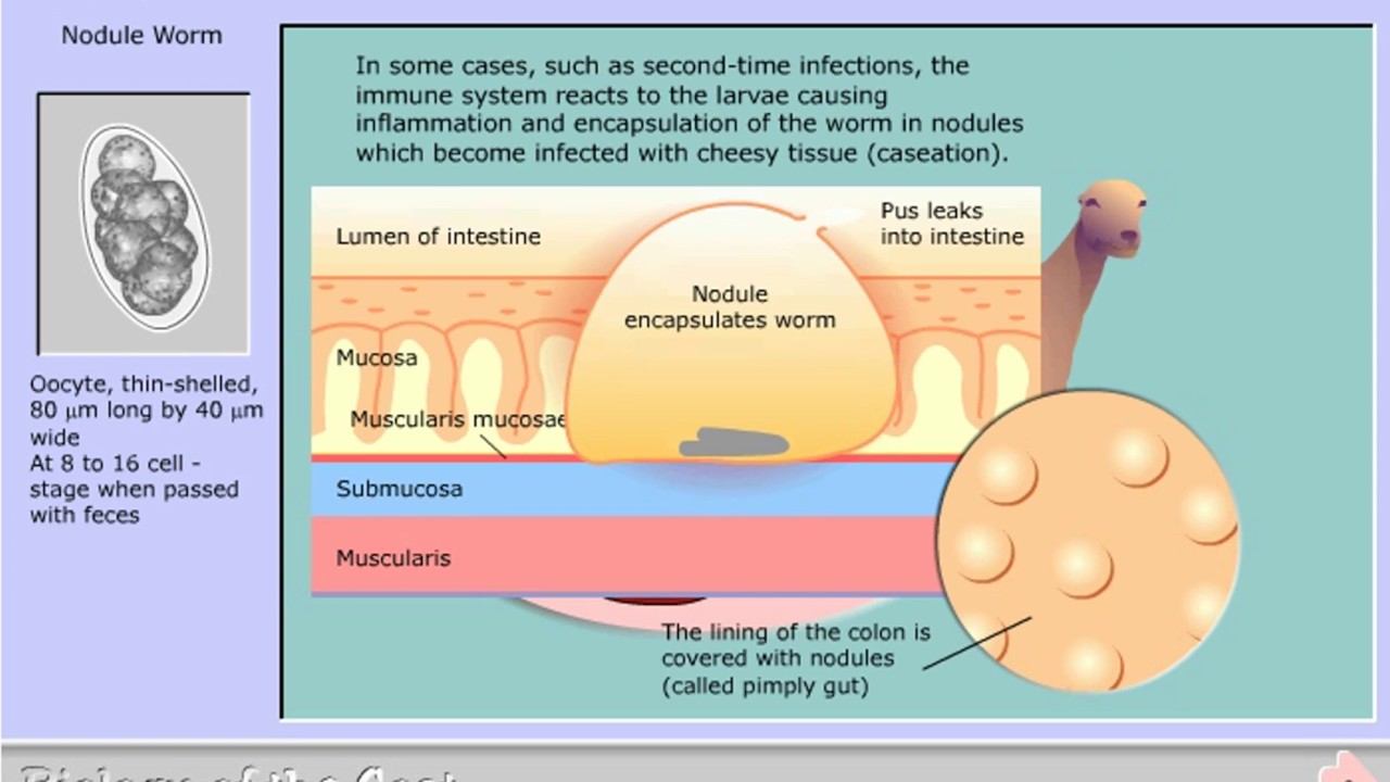 Life cycle of Oesophagostomum columbianum - the Nodule Worm - YouTube