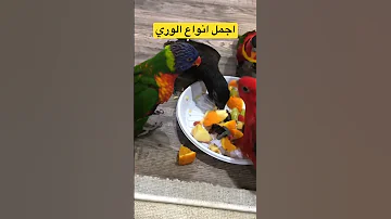 Animal حيوانات ببغاء لوري 