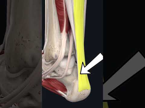 كل ما تريد معرفته عن عضلة السمانة