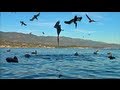 Pelican Feeding Frenzy