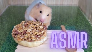 Hamster Munches On Pie Bae Zoo Asmr