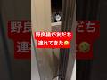 野良猫がお友達を連れてきたけど、ちょっと困る🤣#shorts #cat #猫 #保護猫 #野良猫