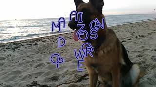 ||Amazing Dogs Power || by Wera i Erunia