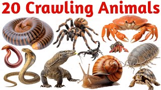 20 Crawling Animals Names in English for Kids | Learning Video
