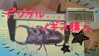 デジタルノギスを買ってみた【クワノギス】【本当はミツトヨ製が欲しい】【オオクワガタをデジタルノギスで測定してみた】【初心者オオクワ飼育】