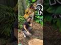 Rainforest Cafe at Disney’s Animal Kingdom at Walt Disney World