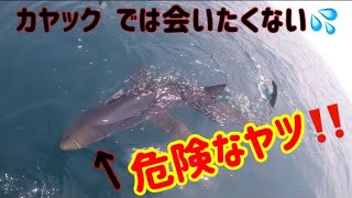 【ヨシキリザメ】カヤックフィッシングでは会いたくない海のギャング登場！