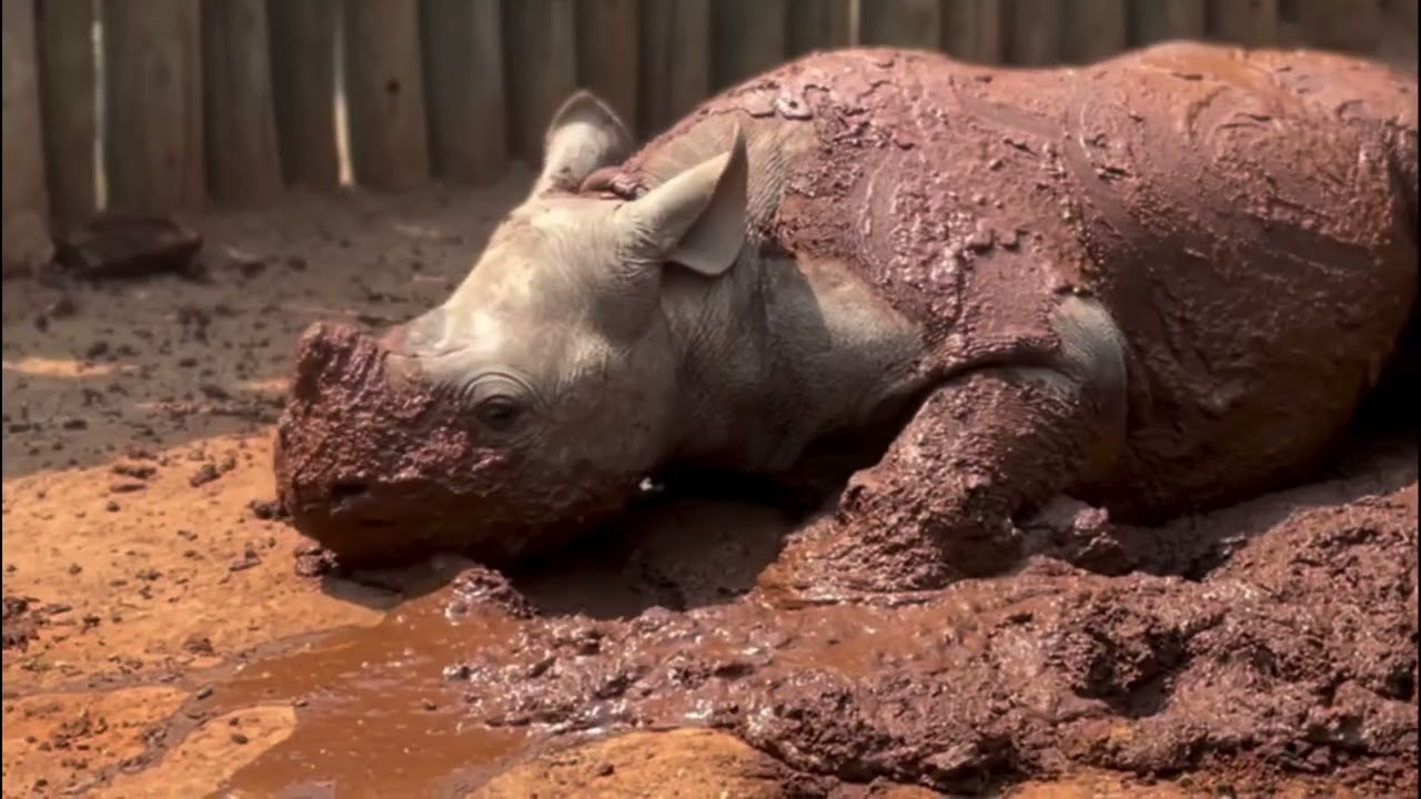 Endangered Black Rhino Orphan's Journey