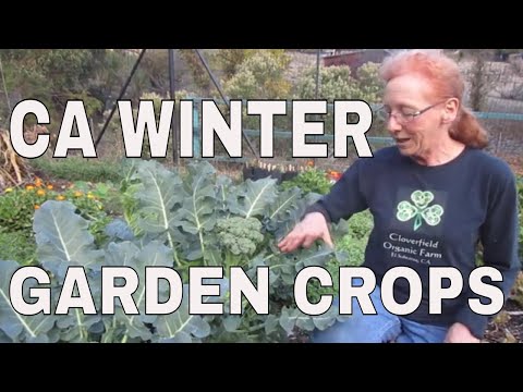 California Winter Garden: What And When to Plant.