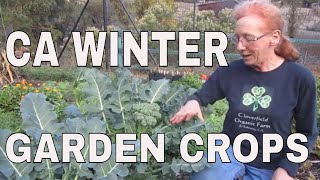 California winter garden: what and when to plant.
#wintergardencalifornia