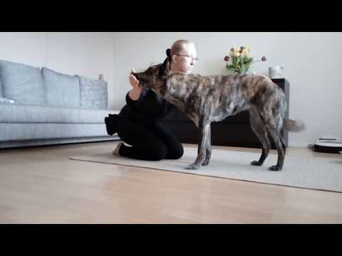 Video: Karma Kuiva Koiranruoka Muistutettiin