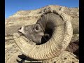 GIANT UTAH DESERT BIGHORN 2020