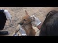 Volunteer work help spray and comb to remove fleas from puppy part3