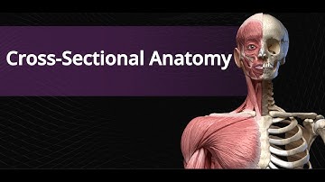 Cross-Sectional Anatomy: The Series