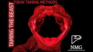 Taming the Beast - Tokay Taming Methods
