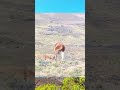 Animal fightings