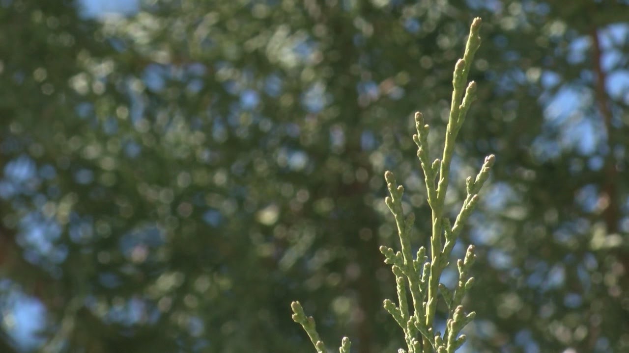 Allergy season slams Albuquerque YouTube