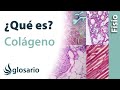 COLÁGENO | Qué es, cómo se produce, ubicación, para qué sirve y por qué se disminuye esta proteína