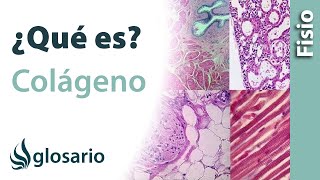 Colágeno Qué Es, Cómo Se Produce, Ubicación, Para Qué Sirve Y Por Qué Se Disminuye Esta Proteína