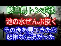 池の水ぜんぶ抜くのその後 水中にカメラを入れてみた