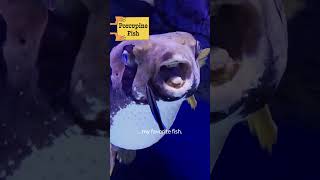 This Fish Looks Cute, But Just Wait... | Whoa Factor | Nat Geo Kids
Watch the full horizontal video here: https://youtu.be/DRnivTADBx4
➡ Subscribe: https://www.youtube.com/@natgeokids
About National Geographic:
Nat Geo Kids is the ultimate destination for fun, educational videos for kids who love to explore. Discover awesome animal facts, cool science experiments, funny pets, and mind-bending mysteries about Earth and Space in weird, wild, and wacky family-friendly videos made just for curious kids like you!
This Fish Looks Cute, But Just Wait... | Whoa Factor | Nat Geo Kids
https://youtube.com/shorts/krtMeDtf5SA
Visit the National Geographic Kids website for more games, photos, and videos at https://kids.nationalgeographic.com/
Watch more National Geographic Kids videos at https://kids.nationalgeographic.com/videos
National Geographic Kids
https://www.youtube.com/NatGeoKids This Fish Looks Cute, But Just Wait... | Whoa Factor | Nat Geo Kids